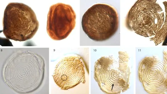 Mýanmada ýantarda ýaşy 99 mln ýyl bolan çybyn liçinkasy tapyldy