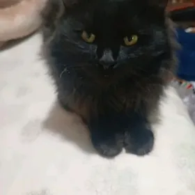 arassa tuyli pisikler.