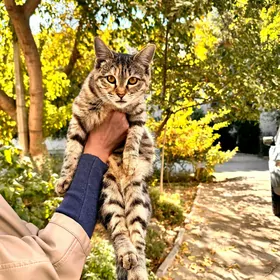 В добрые руки , бесплатно