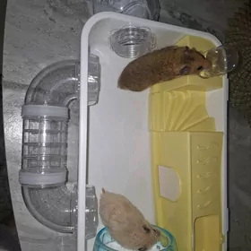 2 хомяка и дом с запчастями