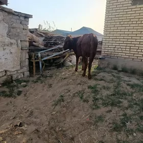 2 sany gulajyn bakylan