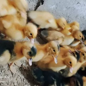 Ордек яшыл баш