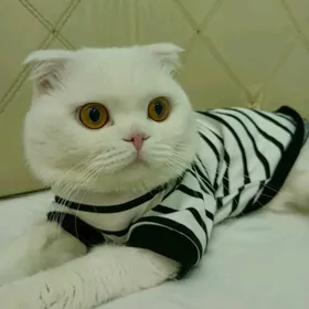 oğlan pişik gyz gerek