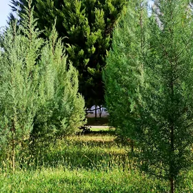 Аризонский кипарис/Kiparis