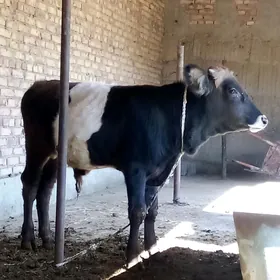 Tohum Öküz Gibrit 8 aýynda