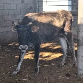 BAKMALY GYSYR SYGYRLAR