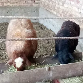 Goýunlar Gissar Gurat 2 sanak