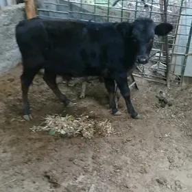 Okuzce CorOkuzce Gole