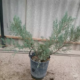 Satlyk türkün̈  možewelnigi