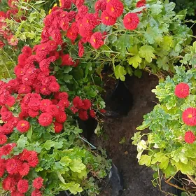 Satlyk kustawoý hrizantema