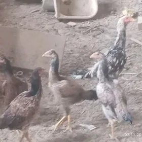 Boyso tovukBayso makiler