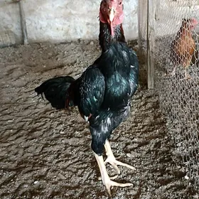 daýsowy байсовы