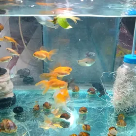 АКВАРИУМ КОМПЛЕКТ