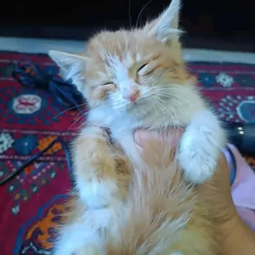 Рыжий мальчик