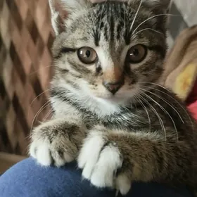 Отдаю котёнка в хорошие руки.