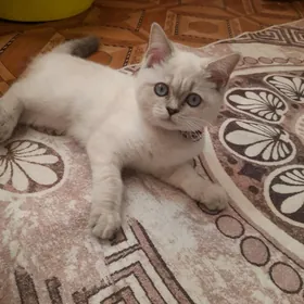 Шотландский котёнок