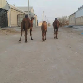 Kosekli duye gayyalyk