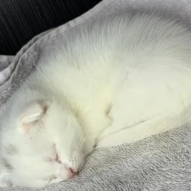 ak pisik , кошка