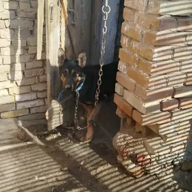 awcarka it komekawcarka köpek