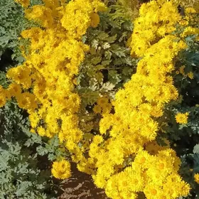 Хризантема гюль