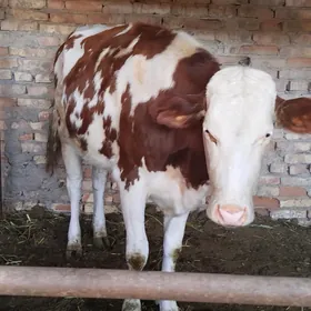 Сатлык Сыгырлар