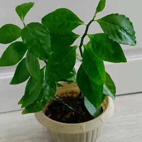 домашние цветы