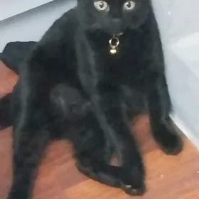 Пропала Кошка