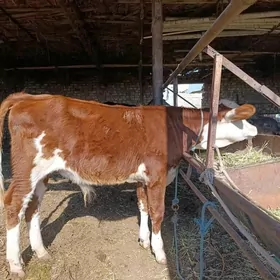 SİMENTAL.    ÖKÜZÇE.