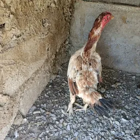 Ташкент маки