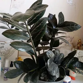 Замиокулькас черный