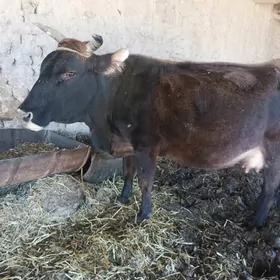 Сыгыр хожекли