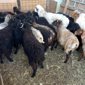 Garaköl.Türkmen.Tokgullar.