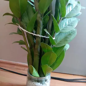 Замиокулькас