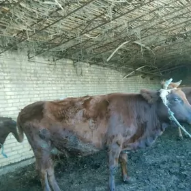 семиз унажын