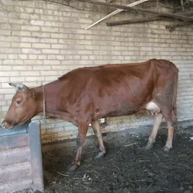 саглык сыгыр