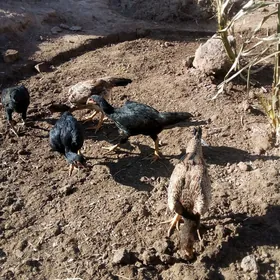 жужа макилар