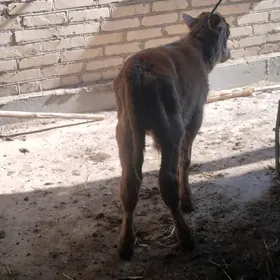 саглык бурлат сыгыр