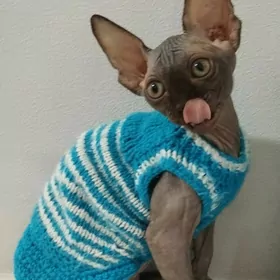 КАНАДСКИЙ СФИНКС