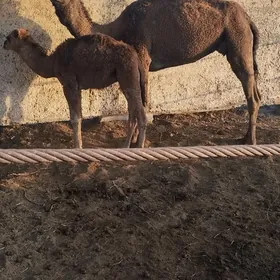 кошек ли дуйе