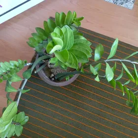 Взрослый замиокулькас