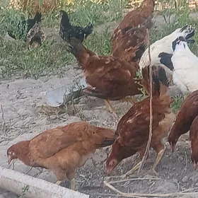 Horazlar we towuklar