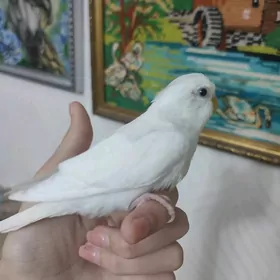 волнистые попугаи