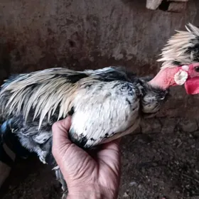 Karlik Galaşey Para