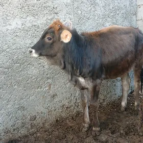 2 tuwe 1 okuz 3si bile