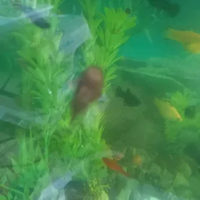 сомики анцистусы 5 см