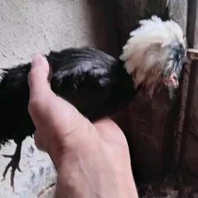 karlik AK telpek Fizan