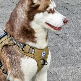 Собака хаски