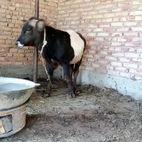 Öküz Gibrit Tohum 8 aýlyk