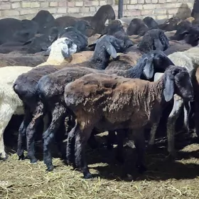 Гисар токлы