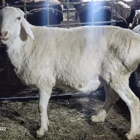 Гисар ...Арашан